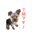 ヨーキー犬  モコの日常スタンプ（個別スタンプ：20）