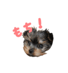 ヨーキー犬  モコの日常スタンプ（個別スタンプ：21）
