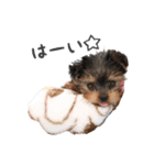 ヨーキー犬  モコの日常スタンプ（個別スタンプ：22）