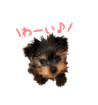 ヨーキー犬  モコの日常スタンプ（個別スタンプ：23）