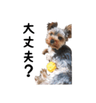 ヨーキー犬  モコの日常スタンプ（個別スタンプ：24）