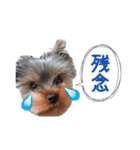 ヨーキー犬  モコの日常スタンプ（個別スタンプ：26）