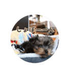 ヨーキー犬  モコの日常スタンプ（個別スタンプ：27）