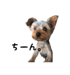 ヨーキー犬  モコの日常スタンプ（個別スタンプ：28）