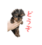 ヨーキー犬  モコの日常スタンプ（個別スタンプ：29）