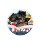 ヨーキー犬  モコの日常スタンプ（個別スタンプ：30）