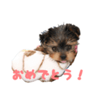 ヨーキー犬  モコの日常スタンプ（個別スタンプ：31）