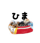 ヨーキー犬  モコの日常スタンプ（個別スタンプ：32）