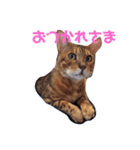 ベンガル猫、ガルくん！（個別スタンプ：3）