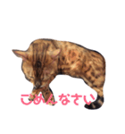 ベンガル猫、ガルくん！（個別スタンプ：6）