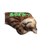 ベンガル猫、ガルくん！（個別スタンプ：7）