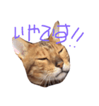 ベンガル猫、ガルくん！（個別スタンプ：11）