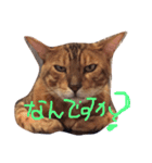 ベンガル猫、ガルくん！（個別スタンプ：23）