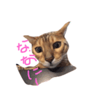 ベンガル猫、ガルくん！（個別スタンプ：26）