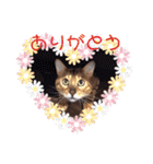 ベンガル猫、ガルくん！（個別スタンプ：29）
