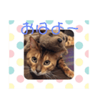 ベンガル猫、ガルくん！（個別スタンプ：31）