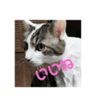 我が家の愉快なテン＆Q 2（個別スタンプ：4）