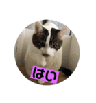 我が家の愉快なテン＆Q 2（個別スタンプ：8）
