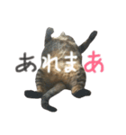 どこにでもいる猫（個別スタンプ：1）
