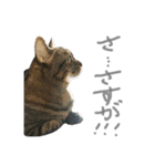 どこにでもいる猫（個別スタンプ：2）