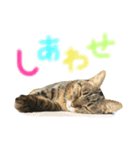 どこにでもいる猫（個別スタンプ：3）