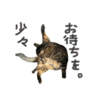 どこにでもいる猫（個別スタンプ：4）