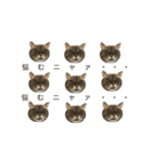 どこにでもいる猫（個別スタンプ：5）