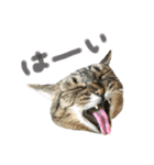 どこにでもいる猫（個別スタンプ：6）