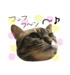 どこにでもいる猫（個別スタンプ：7）