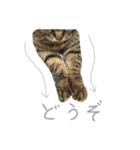 どこにでもいる猫（個別スタンプ：8）