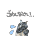 どこにでもいる猫（個別スタンプ：11）
