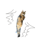 どこにでもいる猫（個別スタンプ：12）