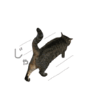 どこにでもいる猫（個別スタンプ：13）