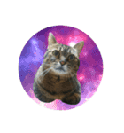 どこにでもいる猫（個別スタンプ：15）