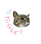 どこにでもいる猫（個別スタンプ：16）