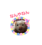 フェレットのウル（個別スタンプ：1）