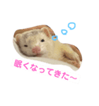 フェレットのウル（個別スタンプ：3）
