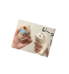 フェレットのウル（個別スタンプ：7）