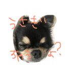 俺たちのまいにち。（個別スタンプ：6）