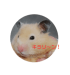 ハムスターきま（個別スタンプ：3）