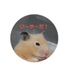 ハムスターきま（個別スタンプ：5）