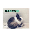 ばにおず（個別スタンプ：8）