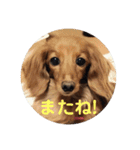 わが家のワンファミ（個別スタンプ：2）