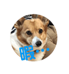 わが家のワンファミ（個別スタンプ：3）