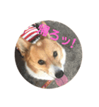 わが家のワンファミ（個別スタンプ：5）