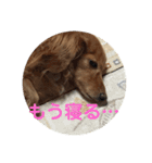 わが家のワンファミ（個別スタンプ：6）