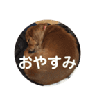 わが家のワンファミ（個別スタンプ：7）