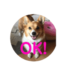 わが家のワンファミ（個別スタンプ：8）