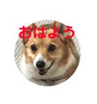 わが家のワンファミ（個別スタンプ：10）