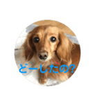 わが家のワンファミ（個別スタンプ：14）